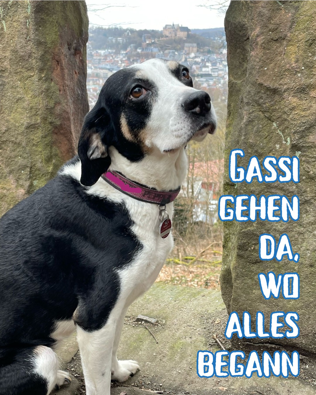 Meine Komplizin. #hundeliebe #besterfreunddesmenschen #love #kopffreimachen #tiefeinatmen #nevernotwriting